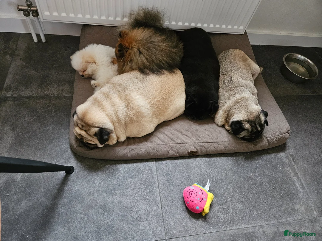 Galerij afbeelding {{count}}