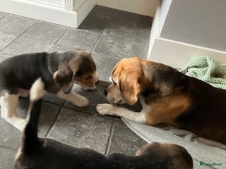 Beagle honden Beagle pups - Advertentie 2