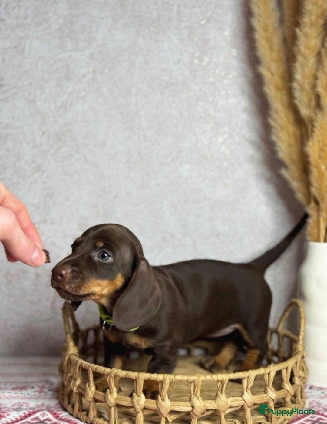 Teckel (korthaar)  honden te koop: Teckel pups - Advertentie 2