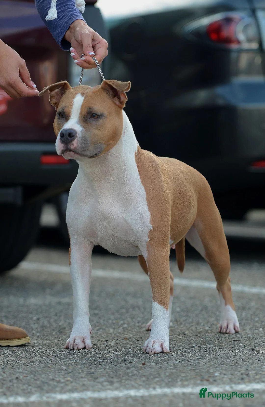 Galerij afbeelding {{count}}