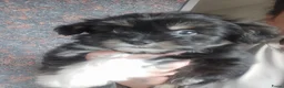 Shih Tzu honden te koop: Shihtzu reutje - Advertentie 4