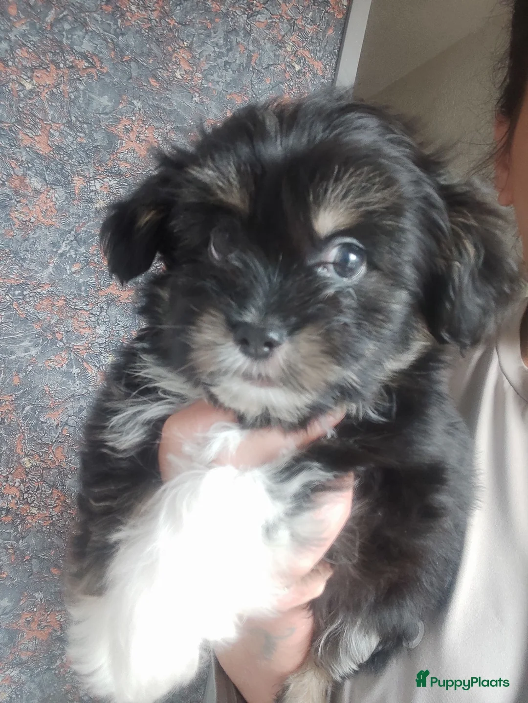 Shih Tzu honden te koop: Shihtzu reutje - Advertentie 4