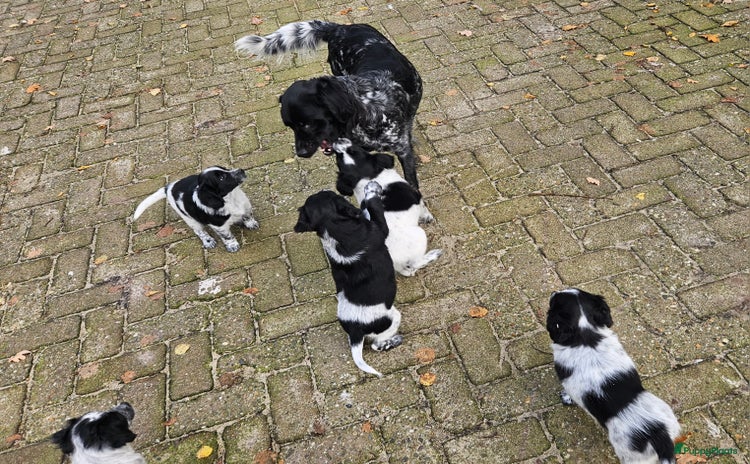 Kruising honden - Advertentie 2