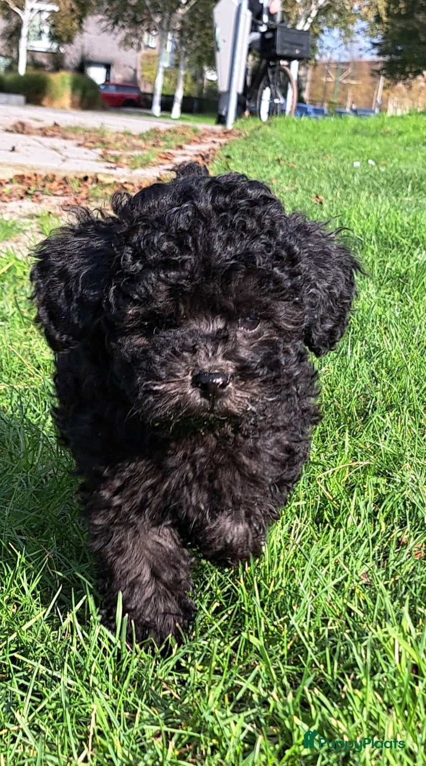 Poedel Toy honden Zilver reutje toy poedel - Advertentie 1