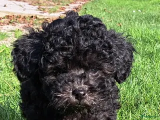 Poedel Toy honden Zilver reutje toy poedel - Advertentie 1