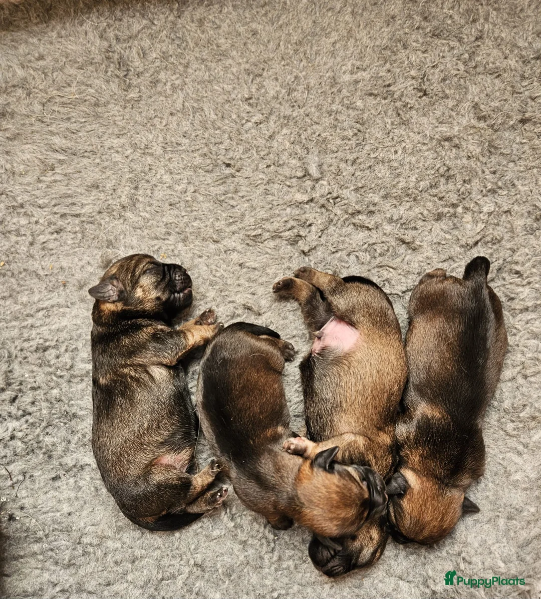 Border Terriër honden te koop: Border terriër pups - Advertentie 4