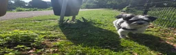 Shih Tzu honden ter dekking: Dekreu Shih Tzu (Chizu) - Advertentie 2