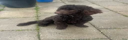 Australian Labradoodle honden te koop: Labradoodles teef, kleine medium chocolade bruin in Noordbeemster - Advertentie 8