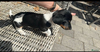Jack Russel Terriër honden - Advertentie 1