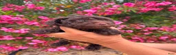Poedel Toy honden te koop: Toy poedelpup - Advertentie 3