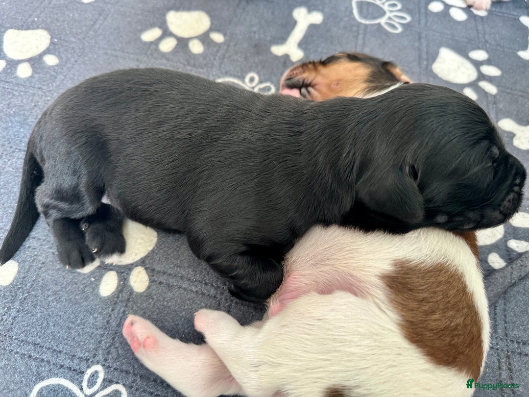 Kruising honden te koop: Nog 2 knuffelbare kruising puppy’s beschikbaar  - Afbeelding 10