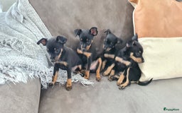 Praagse Rattler honden te koop: 100% Praagse rattler kleine hond  - Afbeelding 4