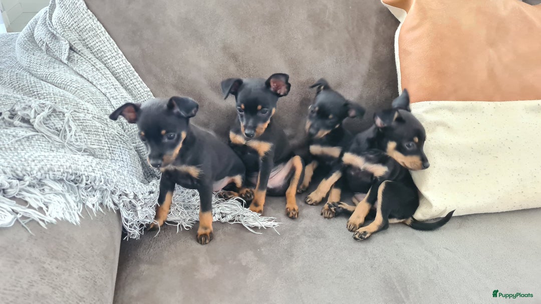 Praagse Rattler honden te koop: 100% Praagse rattler kleine hond  - Afbeelding 4