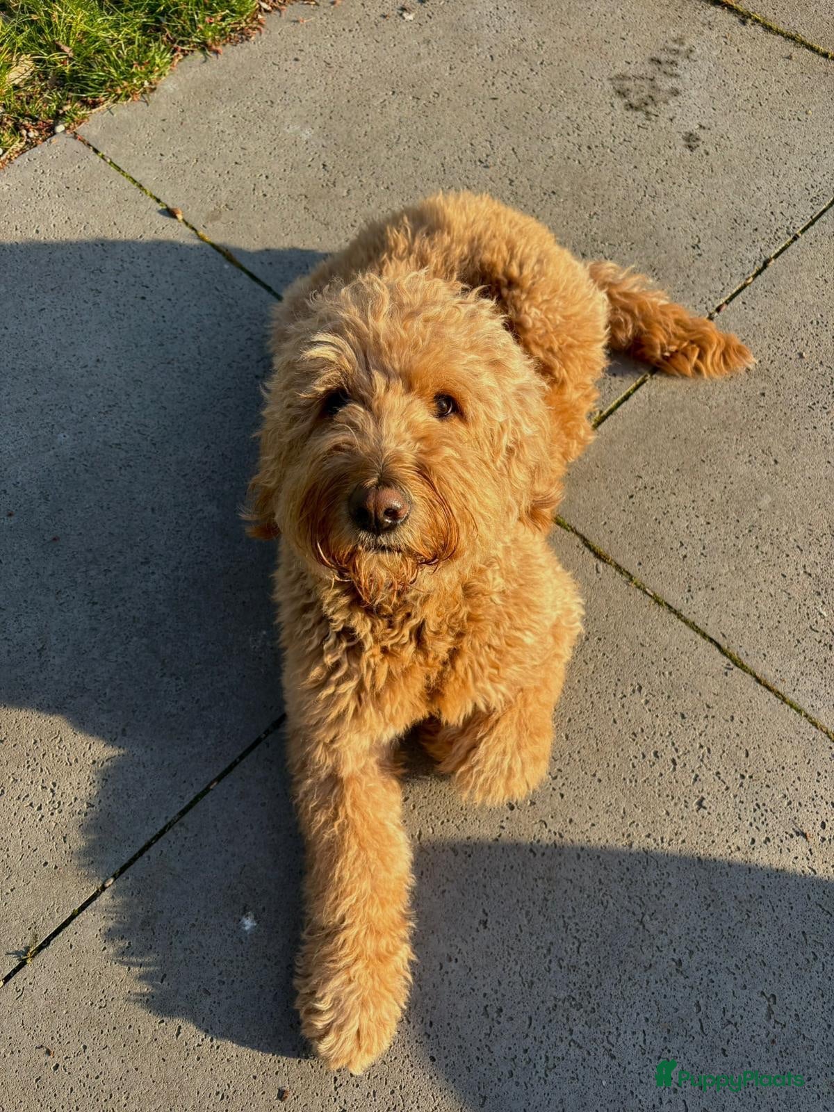Kruising honden Goldendoodle - Advertentie 10