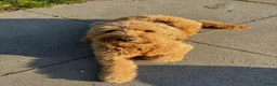 Kruising honden te koop: Goldendoodle - Advertentie 1