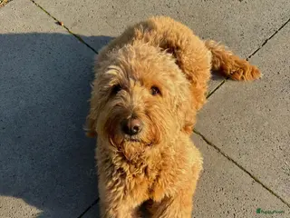 Kruising honden Goldendoodle - Advertentie 10