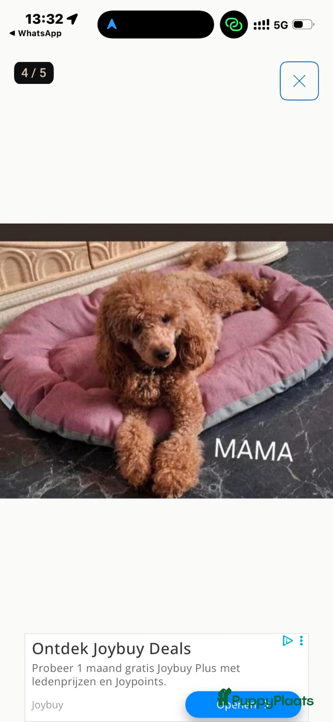 Kruising honden te koop: Toy poedel - Advertentie 1