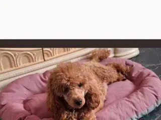 Kruising honden Toy poedel - Advertentie 2