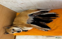 Shiba honden te koop: Shiba inu in Genk - Afbeelding 28