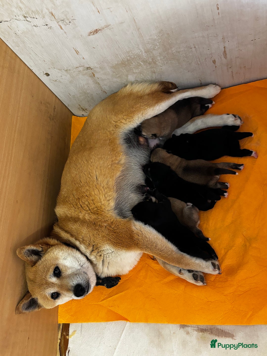 Shiba honden te koop: Shiba inu in Genk - Afbeelding 28