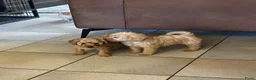 Labradoodle honden te koop: Labradoodle pups Medium - Advertentie 6