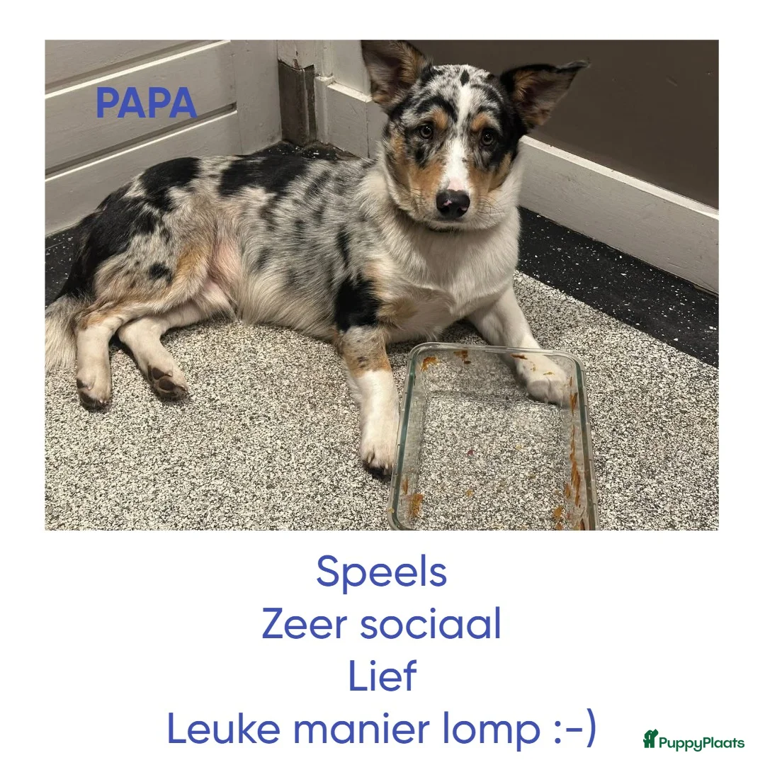 Kruising honden te koop: Unieke kruising met populaire rassen! - Advertentie 3