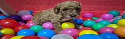 Cockapoo honden te koop: Cockapoo pupjes uit geteste ouders - Advertentie 7