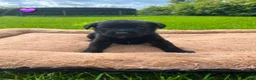 Kruising honden te koop: Prachtige puppy’s in Saasveld - Advertentie 3