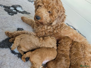 Maltipoo honden Mooie maltipoo pup pups poedel maltezer mini doodl - Advertentie 1