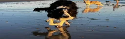 Border Collie honden te koop: Ment2Be4Ever Z-force verwacht begin oktober 2026 - Advertentie 2