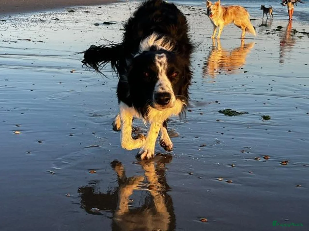 Border Collie honden te koop: Ment2Be4Ever Z-force verwacht begin oktober 2026 - Advertentie 2
