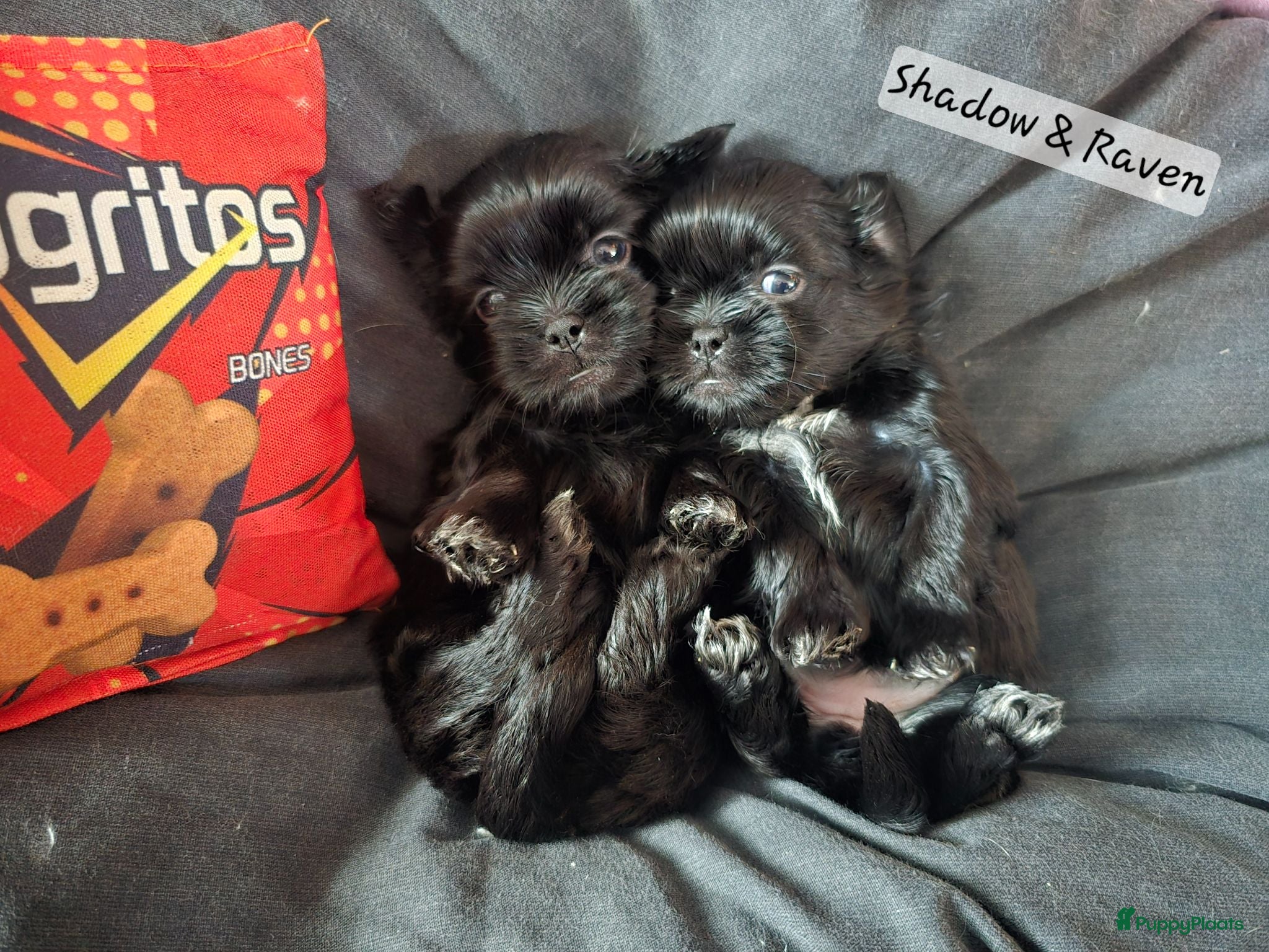 Kruising honden Zwarte Boomer Pups Meisjes🖤 Shih-Tzu x Boomer - Advertentie 2