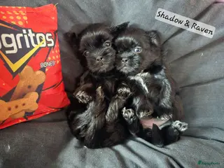 Kruising honden Zwarte Boomer Pups Meisjes🖤 Shih-Tzu x Boomer - Advertentie 2