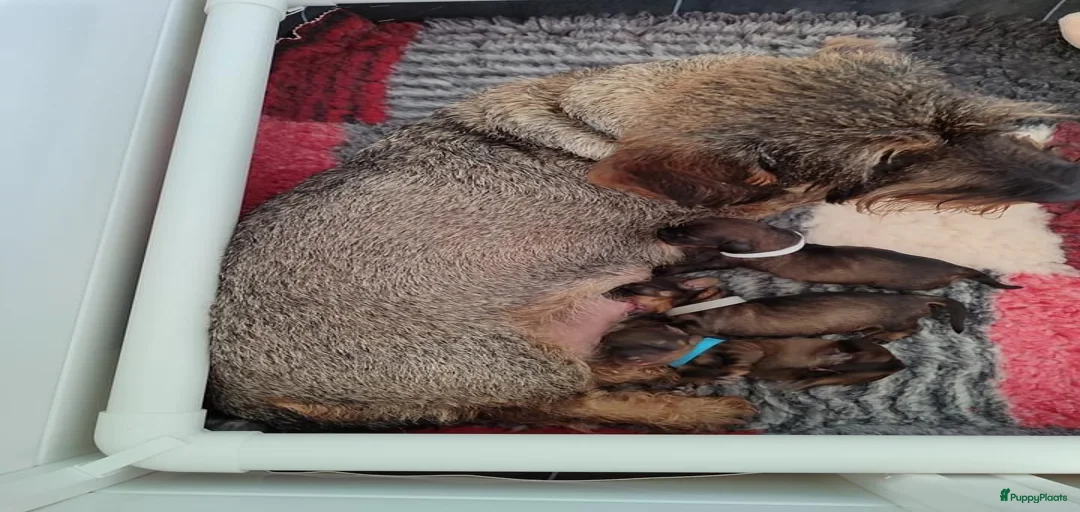 Galerij afbeelding {{count}}