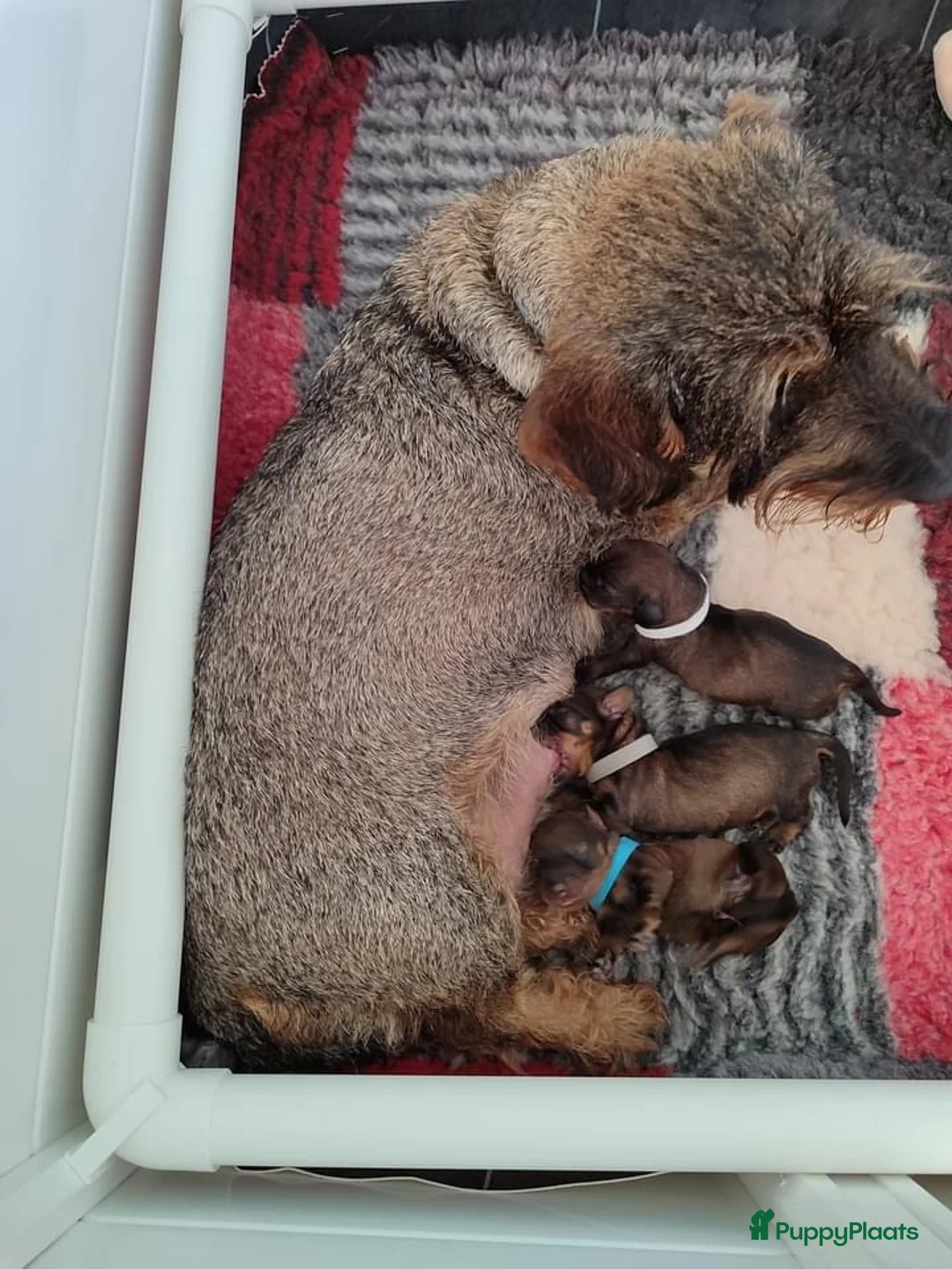 Galerij afbeelding {{count}}