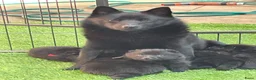 Schipperke honden te koop: Nog keuze uit twee reutjes  in Amerongen - Advertentie 1