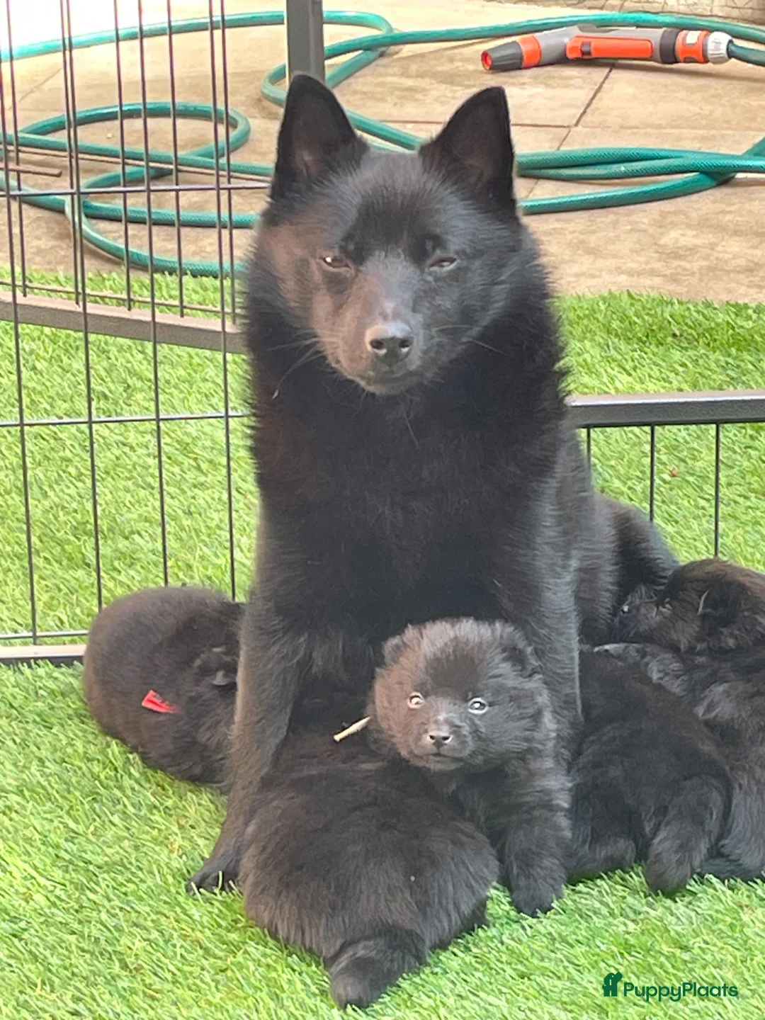 Schipperke honden te koop: Nog keuze uit twee reutjes  in Amerongen - Advertentie 1