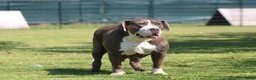 Amerikaanse Bully honden te koop: American Bully pups Abkc - Advertentie 2