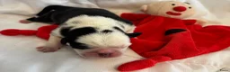 Mopshond honden te koop:  Onze prachtige Mopspuppy’s zijn geboren! 🐾 - Advertentie 5