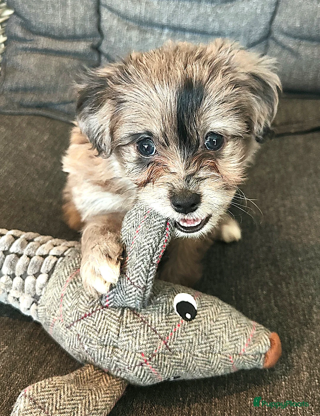 Kruising honden te koop: speelse boomer pups beide ouders aanwezig - Advertentie 6