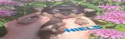 Chihuahua honden te koop: 4 mooie chihuahua pups - Advertentie 2