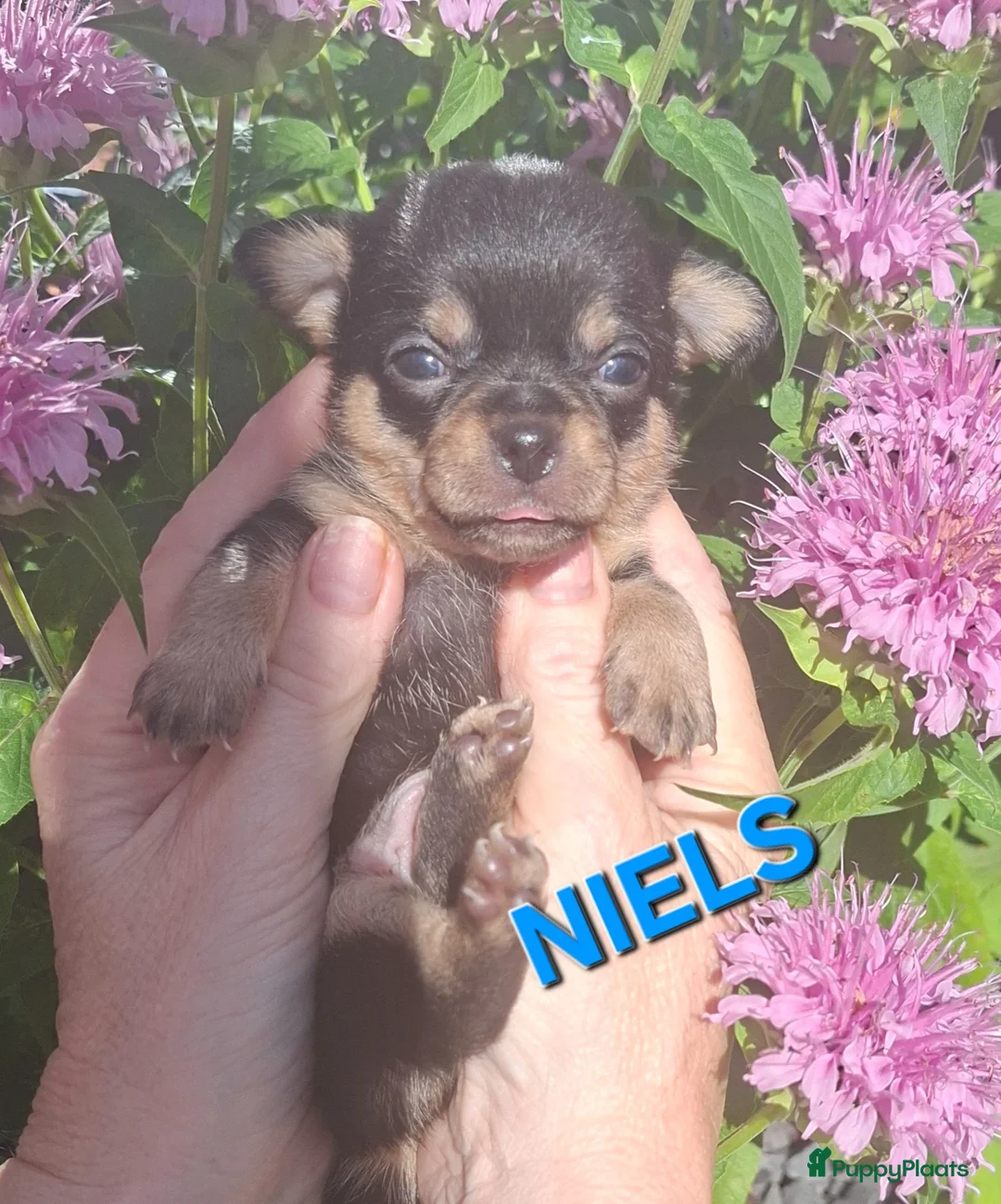 Chihuahua honden te koop: 4 mooie chihuahua pups - Advertentie 2