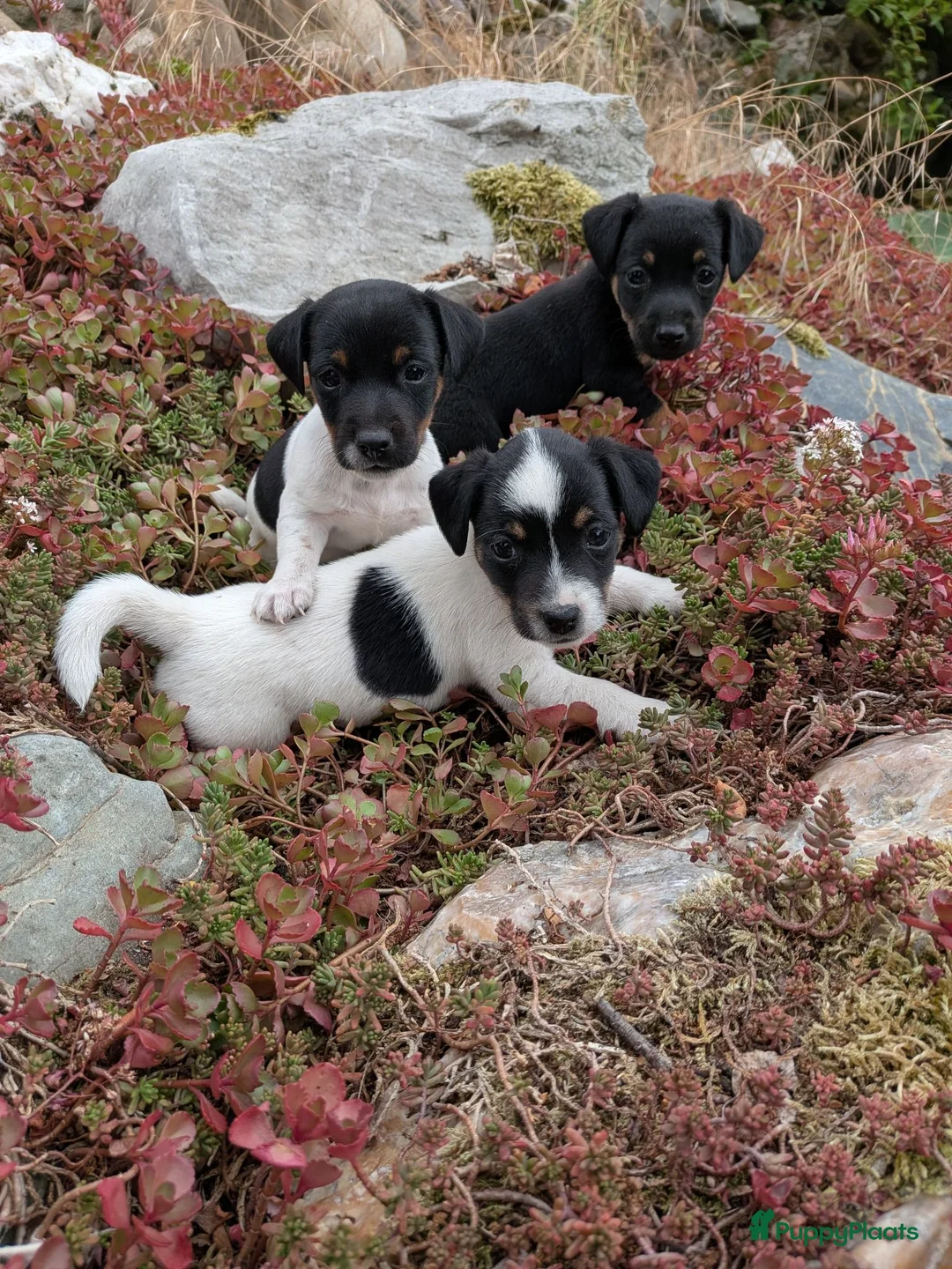 Jack Russel Terriër honden te koop: Prachtige schattige Jack Russell pups - Advertentie 2