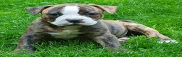 Amerikaanse Bulldog honden te koop: Mooie Amerikaanse Bulldog pups  - Advertentie 13