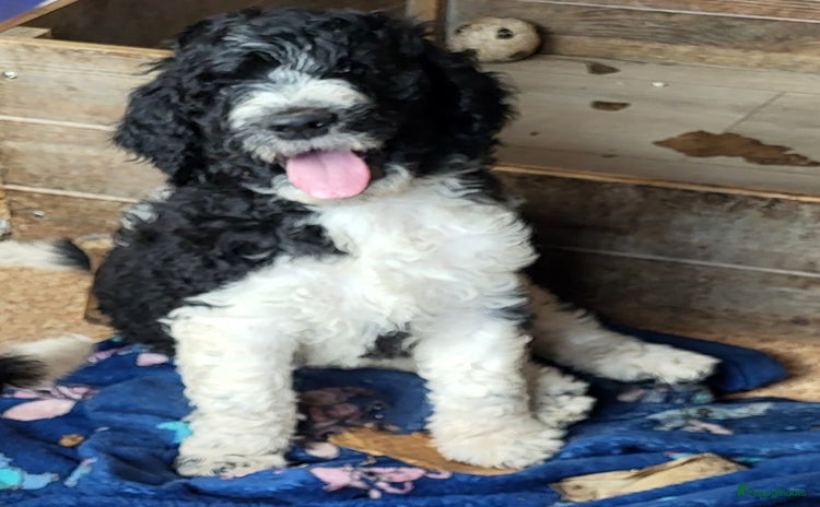 Goldendoodle honden - Advertentie 2