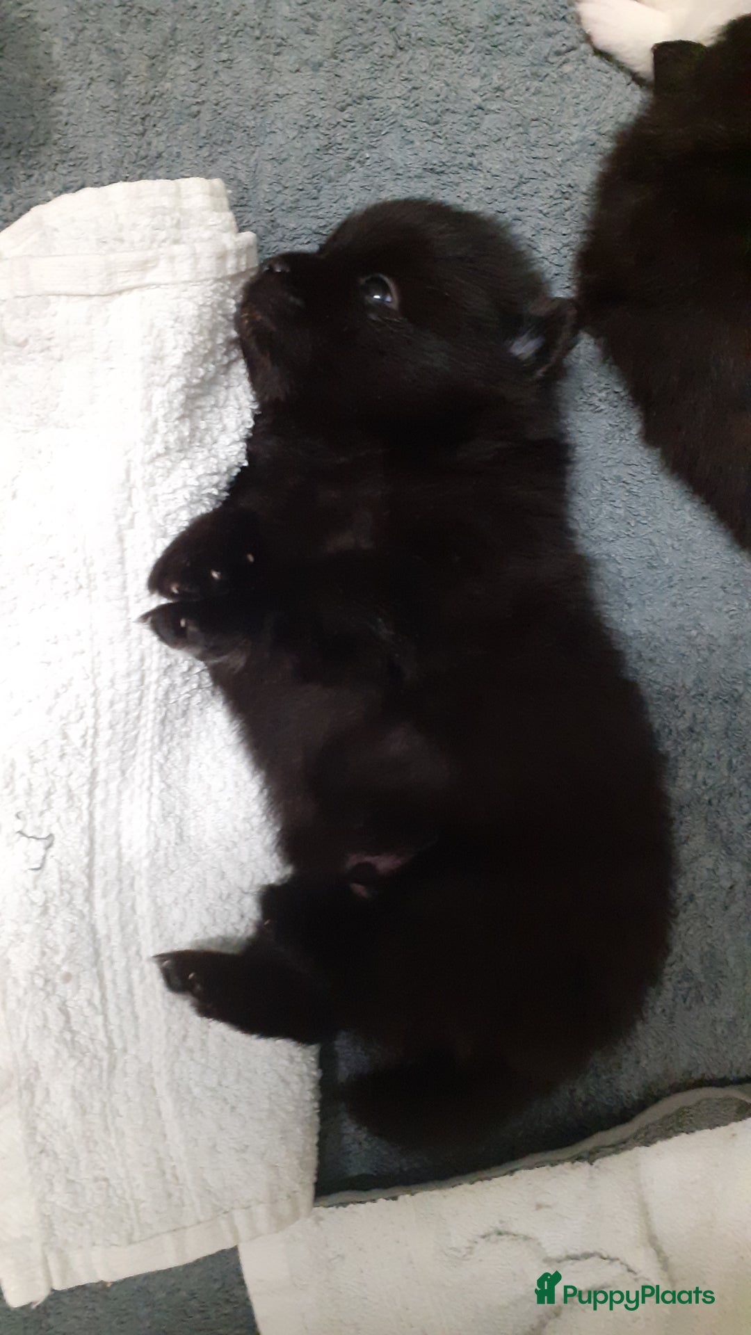 Pomeriaan honden te koop: 4 Prachtige pomeriaan/dwergkees pups. 💙💜 - Advertentie 16