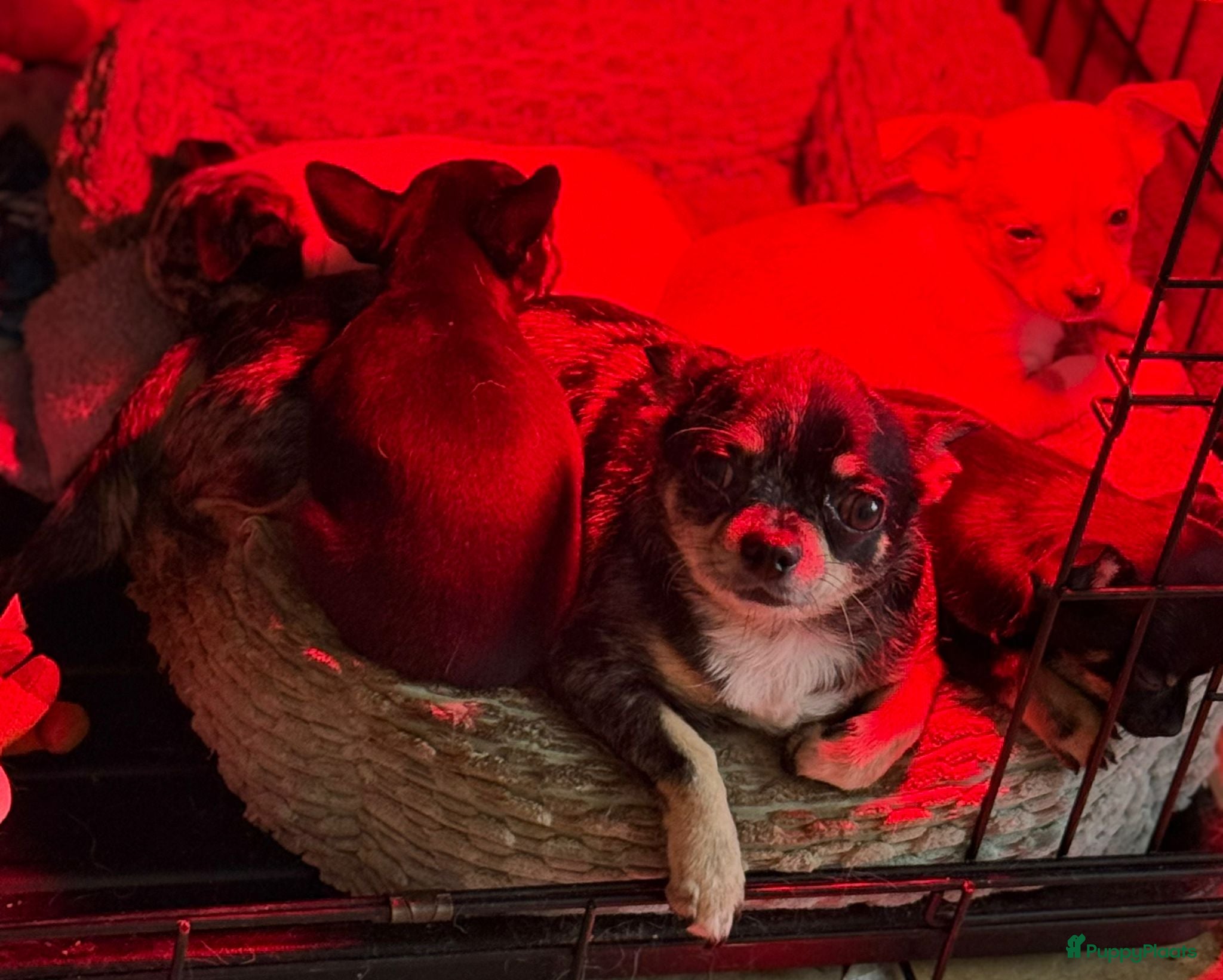 Chihuahua honden Prachtige chihuahua puppy's - Advertentie 13