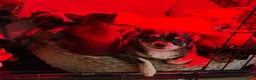 Chihuahua honden te koop: Prachtige chihuahua puppy's - Advertentie 1