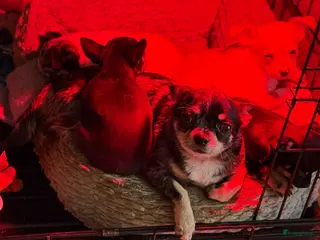 Chihuahua honden Prachtige chihuahua puppy's - Advertentie 13