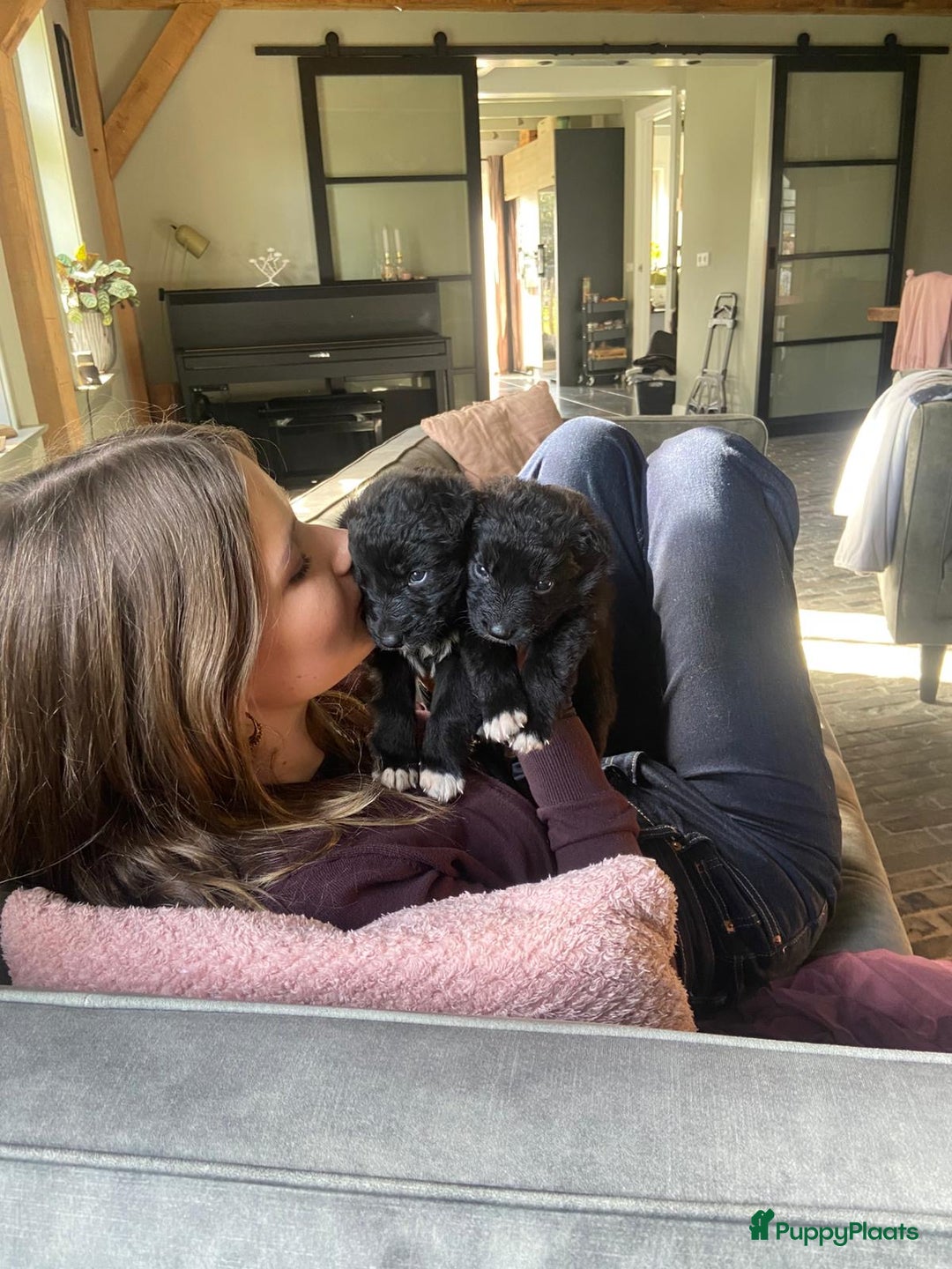 Kruising honden te koop: Lieve duitse herder x border collie pups - Advertentie 16